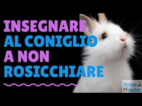 Video: Come Impedire Ai Conigli Di Masticare Cose