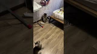 Гигантские прыжки Мейнкун Гигантские прыжки Мейнкун
