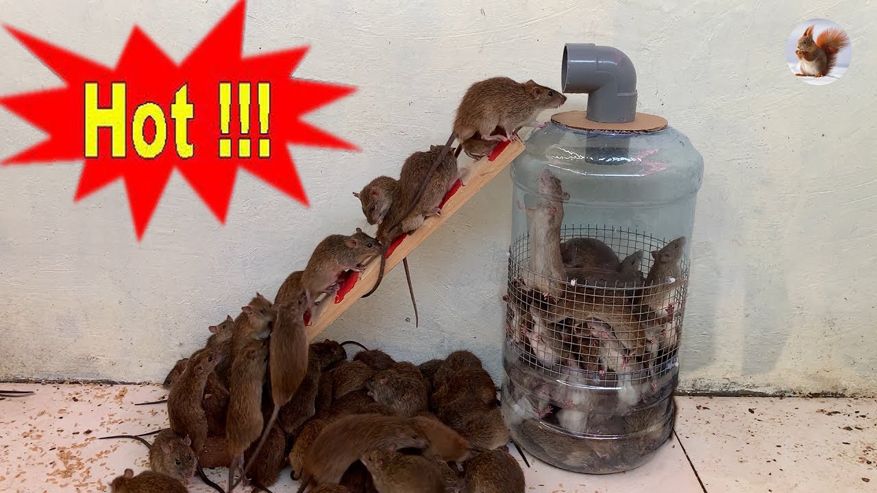 Awesome water pitcher 🐀🐭🐀  Best homemade mousetrap