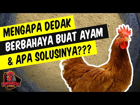 Video: Kebaikan Dan Penggunaan Dedak Yang Betul