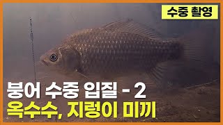 수중 입질 모음 2편 - 붕어낚시 (옥수수, 지렁이 미끼)