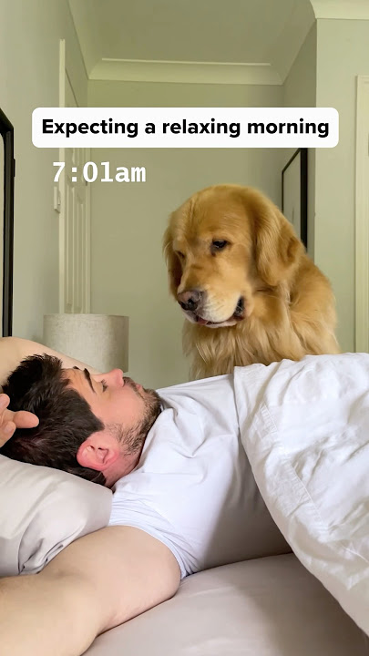 Don’t move an inch in the morning!👀🐶 #goldenretriever #morningroutine ​⁠@openfarmpet