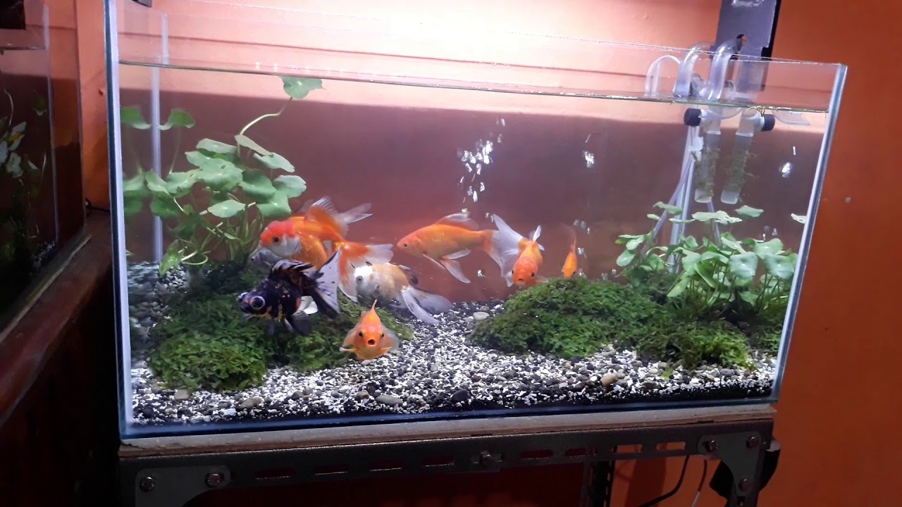  Aquascape  ikan mas koki  sederhana YouTube