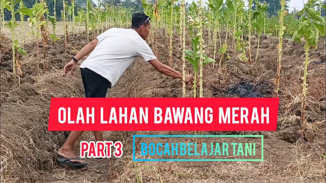 OLAH LAHAN BAWANG MERAH PART 3