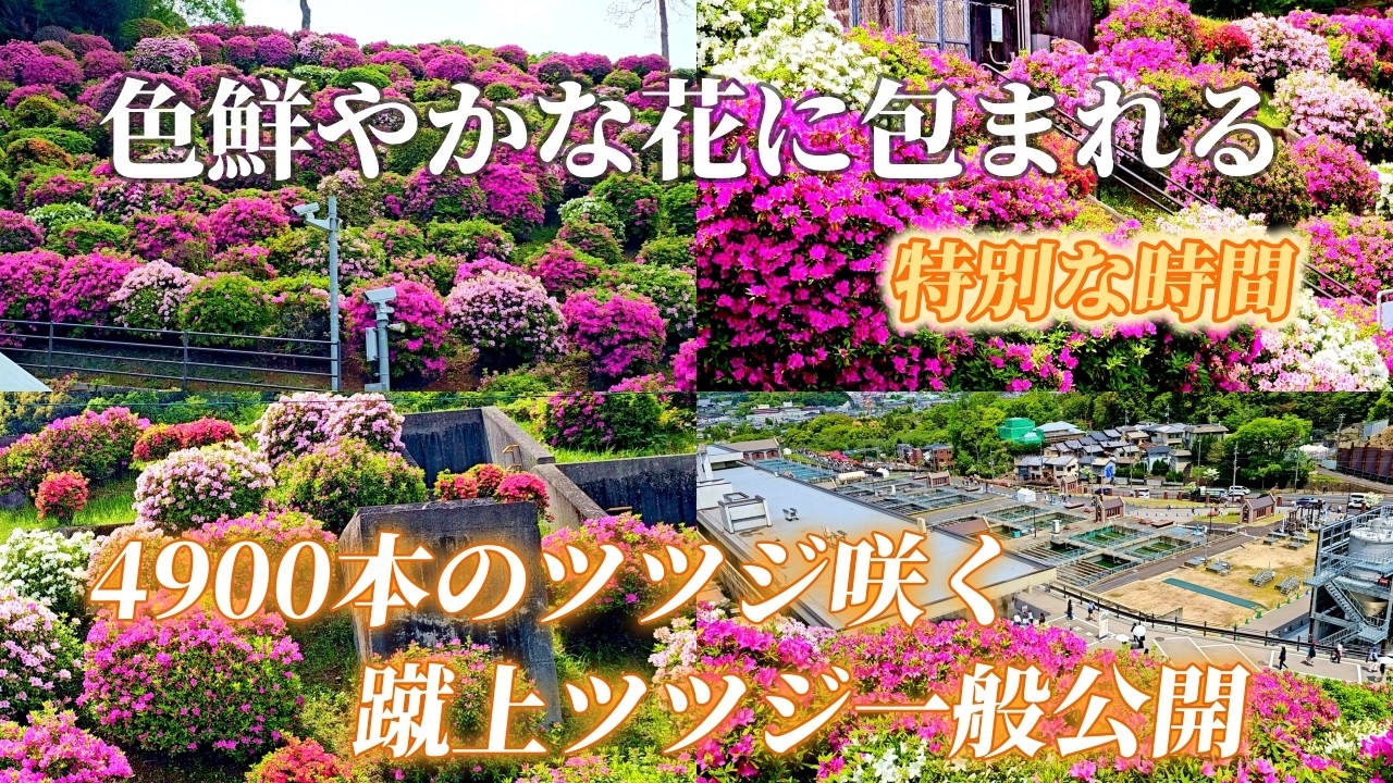 2026 04 25】 蹴上浄水場ツツジ 一般公開 咲き誇るつつじ天国 KYOTO