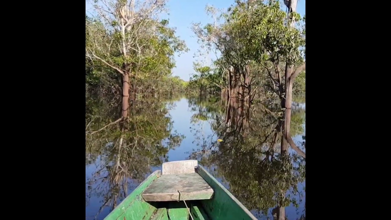 Amazon forest | Tarantulas | Mirror river | Brasil 