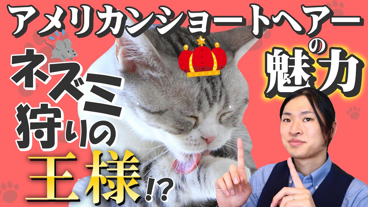 アメリカンショートヘアーの魅力 飼いやすさや飼育方法 注意点を猫ブリーダーが解説します Yu Yurara