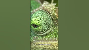 How Do Chameleons Change Color? 🦎✨ | Fascinating Science Explained  #facts  #sciencefacts