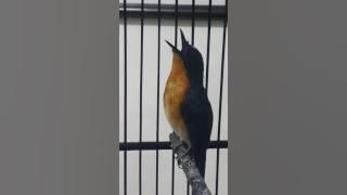 Tledekan ngerol 5 menit