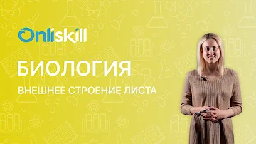 БИОЛОГИЯ 6 класс: Внешнее строение листа
