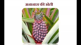 Live Traingin || अनानास की खेती : भाग 02 || Scientific cultivation of Pineapple