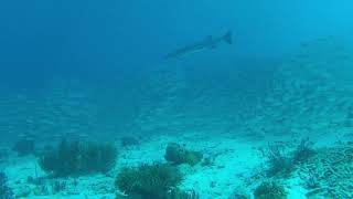 Chasing a 6 foot long barracuda!
Chasing 6 Foot Barracudas is not thought of as smart by some people but they are so cool to watch. At the end of the video, I was able to get closer to a 3 footer. Still a big fish that needs respect but it was more approachable. All of this was shot with my AlcovePro 4K cine camera. What a great camera. I hope to produce the pro version post-pandemic. We need to get over this COVID19 so we can get out and travel again. Be safe and stay well
Please like and comment on my clips. Feel free to subscribe too.
Thanks,
Enjoy Chasing a 6 foot long barracuda!