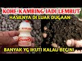 Luar biasa cara fermentasi Kohe kambing Agar Cepat hancur lebur