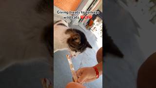 Giving Treats To Turkeys Wild Cats 🇹🇷❤️ #cats #animals #youtubeshorts #shorts