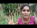 Aaj ja rhe hai michir 🌶️🌶️😱 #shortsfeed #video #vlog #viralvideo #villagelife 