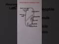 "Monocot Seed Drawing | Easy Step-by-Step Tutorial"