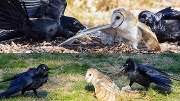 Do owls attack crows at night? Owl attacked by crow date. One Owl "vs" 25 Crow.