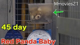 Red Panda Baby 45day 赤ちゃんレッサーパンダ成長記録 45日齢体重測定