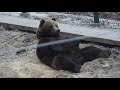 Медведь-балдежник 🐻❤/Bear Mansur