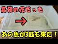 最高にカッコいいお魚をお迎えしました！アクアリウム楽しんでますか！！心を燃やして行きましょう！！＃キクラ　＃キングオブキクラ　＃フォーゴ