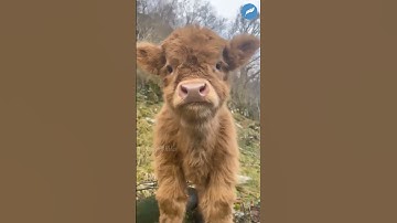 Kompilasi Anak Sapi Imut Lucu Bikin Gemes