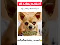 ඇත්තද බං මේ කියන්නේ 😂