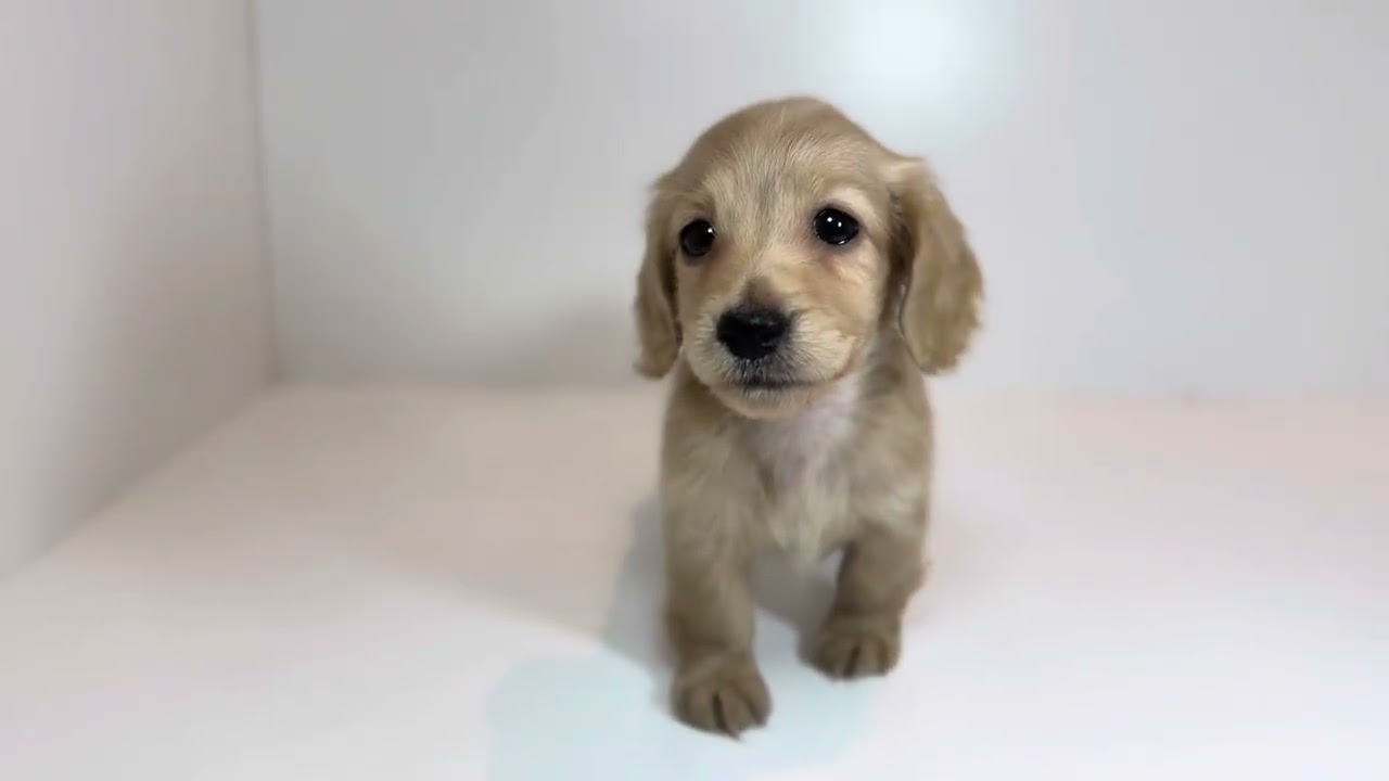 とても珍しい　仔犬の伊万里 とても珍しい 仔犬の伊万里（海を渡り、英国で百年以上座り続け