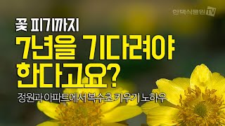 [가드너와의산책] 7년을 기다려야 꽃을 볼 수 있다고요? 정원에서 복수초 잘 키우기 노하우