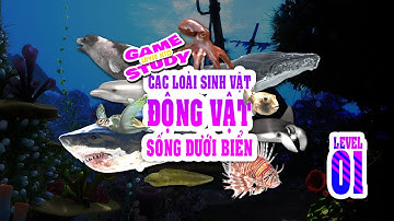 GAME STUDY. LEVEL1 I Sinh Vật Biển - Cá Mập - Cá Heo - Cá Voi - Rùa Biển - Bạch Tuộc...LAVIE KIDS.