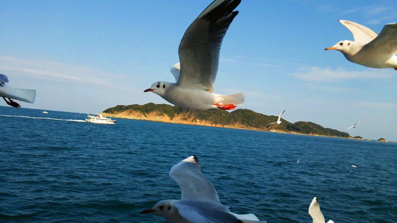 旅の思い出【鳥羽湾めぐり遊覧船に群がるカモメが凄かった】（三重県鳥羽市）