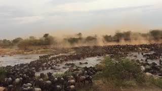 Million wildebeest cross the Mara River on the Serengeti plains