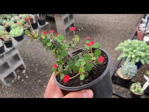 Vídeo: Euphorbia Mila, Ou Coroa De Espinhos. Assistência Domiciliar. Cultivo, Reprodução. Foto