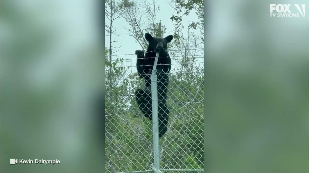 Black bear climbs up and over fence in Florida with impressive ease