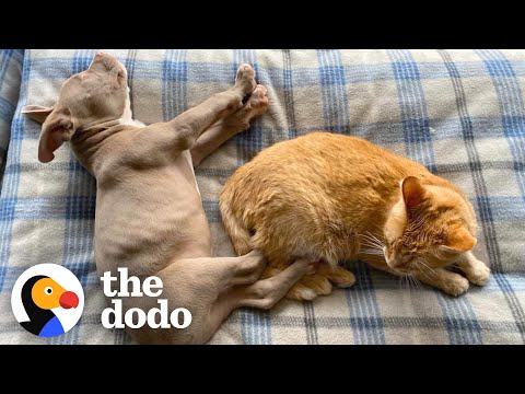 Video: Pet Scoop: Blind Sled Dog får hjælp fra bror, hundredvis af nye arter opdaget