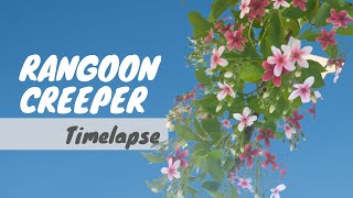 Rangoon Creeper/ Combretum Indicum | 4k | 7:50 pm to 7:30 am | Relaxing | peaceful | Lofi |
