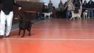 DOG SHOW - Sofia 16.11.2008