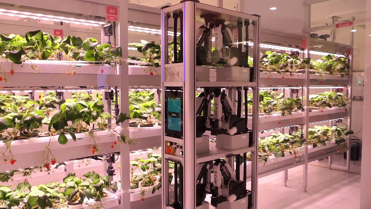 HarvestX パイロットプラント「浜松ファーム」 イチゴの完全自動栽培