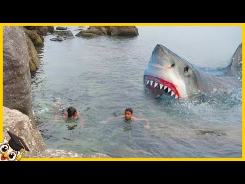 Wideo: 15 najlepszych miejsc na świecie do pływania z rekinami