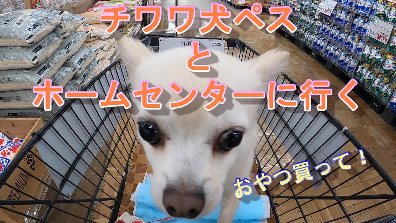 チワワ犬ペス Pes ペスと一緒にホームセンターでお買い物 Youtube チワワ犬ペス Pes ペスと一緒にホームセンターでお買い物 Youtube