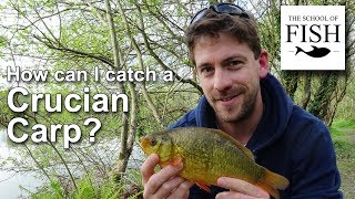 How do I catch Crucian Carp? - The School Of Fish