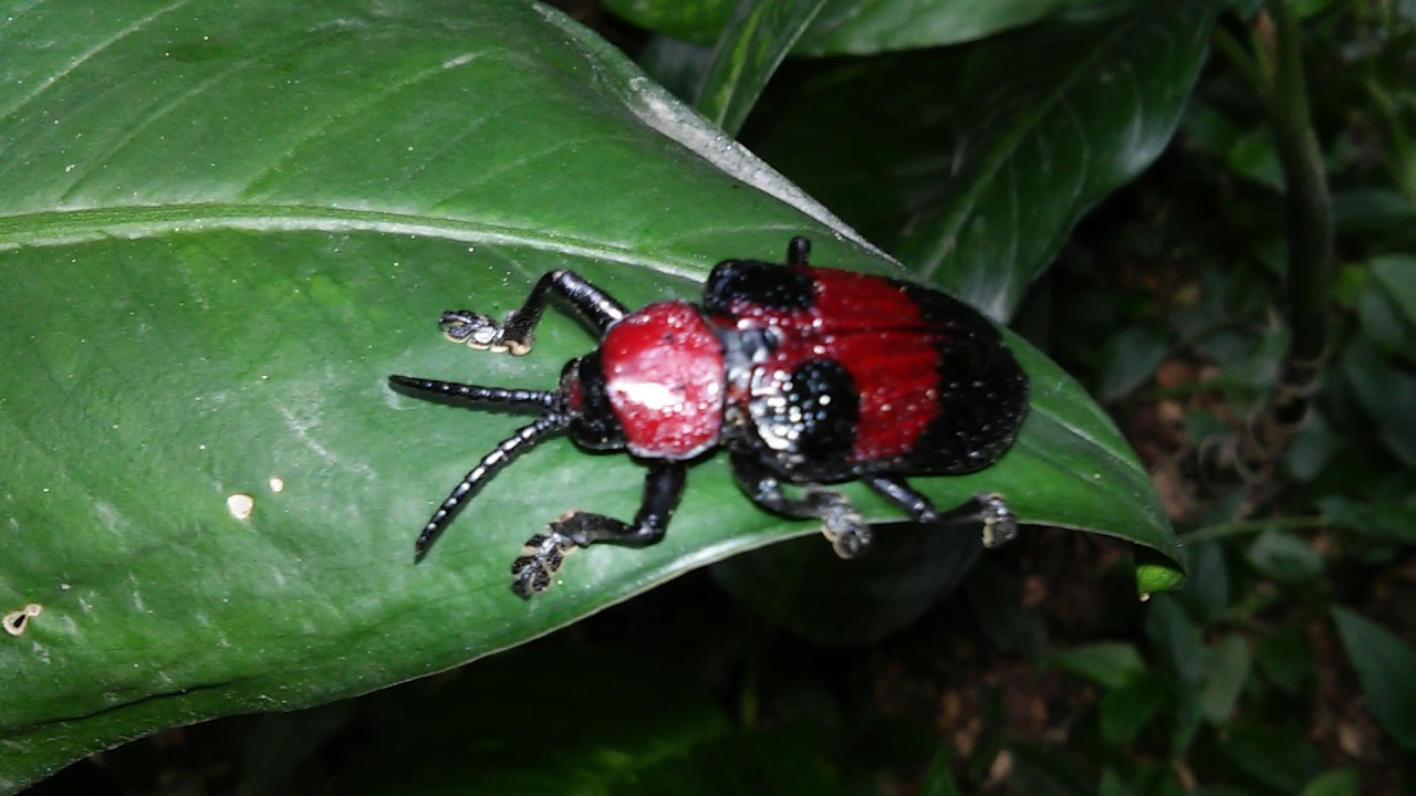 Nao Sei Que Besouro E Esse Youtube