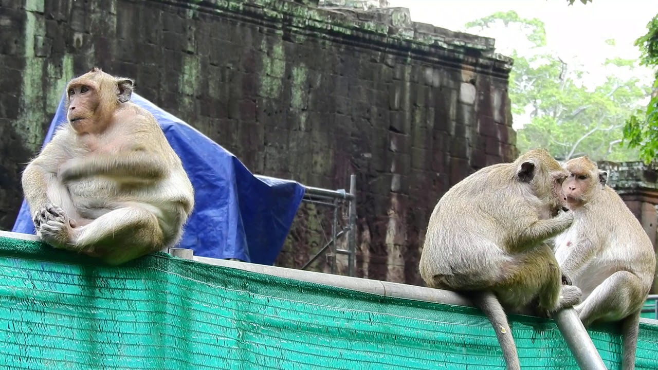 Sweet Pea Scream Talking  Sound When See Marcus! What's Happened Wrong ,Monkey Temple