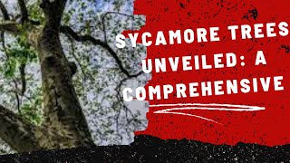 Sycamore Trees Unveiled A Comprehensive Planting Guide