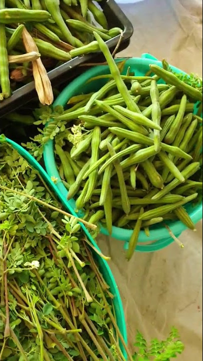 Moringga/Marungga/ Kelor or Kafodo