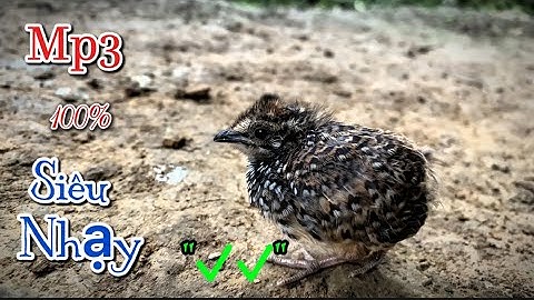 Tiếng chim cút con gọi mẹ Siêu NHạy 2025 💯✅. Suab me nyuam noog w quaj dib tuaj zoo 2025