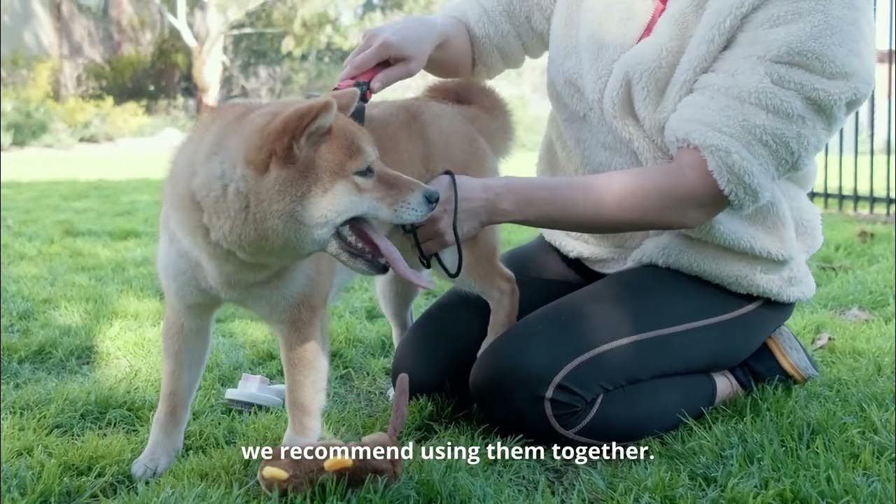 How to deshed your pet deshedding made easy look at this Shibu