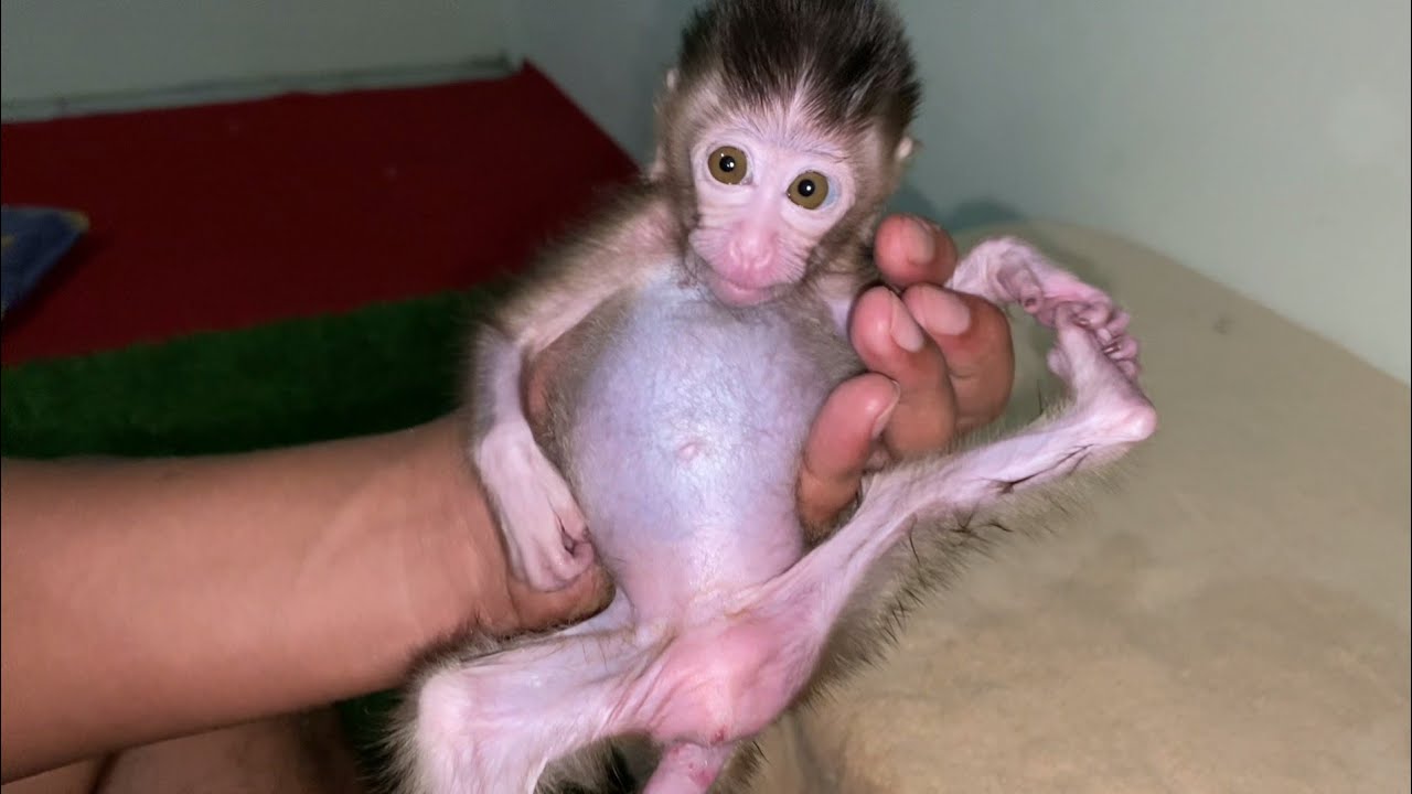 VERY FAT BABY MONKEY 😱, JENNY EATS VERY ENTHUSIASTICALLY