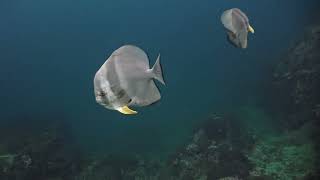 Underwater World of Sail Rock Gulf of Thailand : Episode 05 May 2026