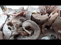 Khăng khăng nói chị ở Nông Thôn mặc dù bán hàng tại Phường #hnp