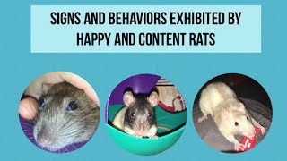 Typical Behaviors Shown By Happy/Content Rats